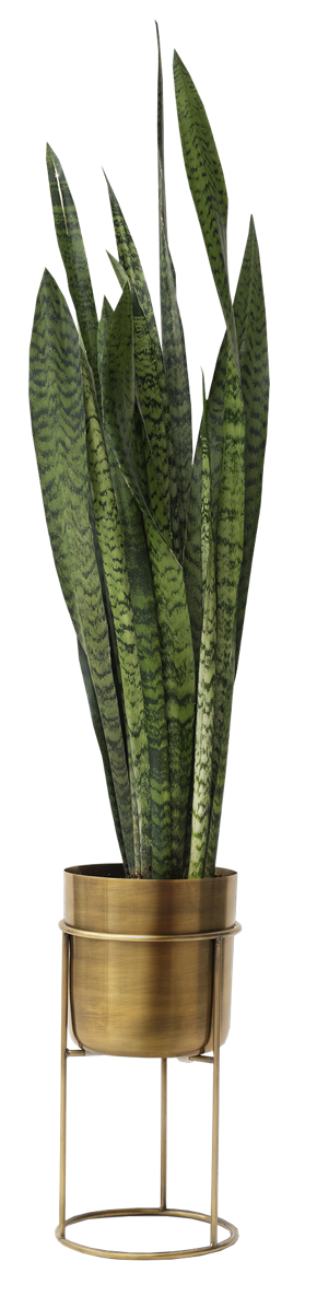 استودیو معماری و طراحی دکوراسیون داخلی و نما چارسه